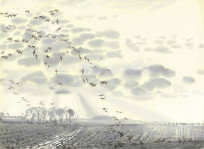 Pinkfeet in monochrome landscape
