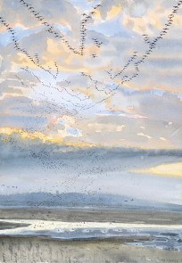 Pinkfeet passing overhead