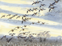 Pinkfeet arriving at dawn, Thornage