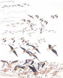 Pinkfeet arriving en masse