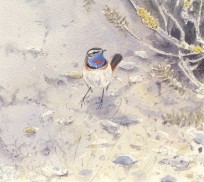Red-spotted Bluethroat