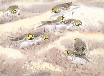 Shore Larks, Holkham Bay