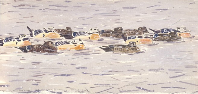 Steller's Varanger