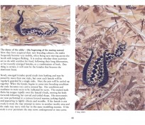 Sample page: 'North Norfolk Summer Sketchbook'